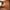 2015-04-23_Home Office with Wall Bed_Summer Flame_3