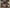 2017-01-06_Reach-In Closet_Tenino Walnut (3)